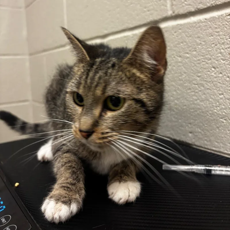 An adult medium-sized female Brown / Chocolate Domestic Short Hair cat named Funnel Cake for adoption in Bristol, IN
