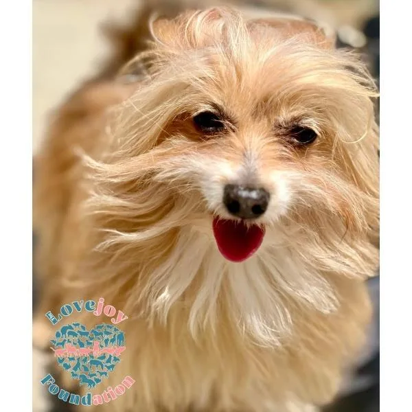 A senior small-sized male Yellow / Tan / Blond / Fawn Shih Tzu dog named Bucky for adoption in Inglewood, CA