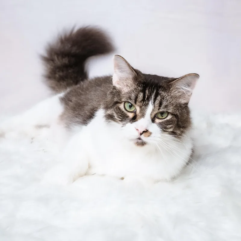 An adult large-sized male Tabby (Brown / Chocolate) Domestic Long Hair cat named Pepper for adoption in Liverpool, TX