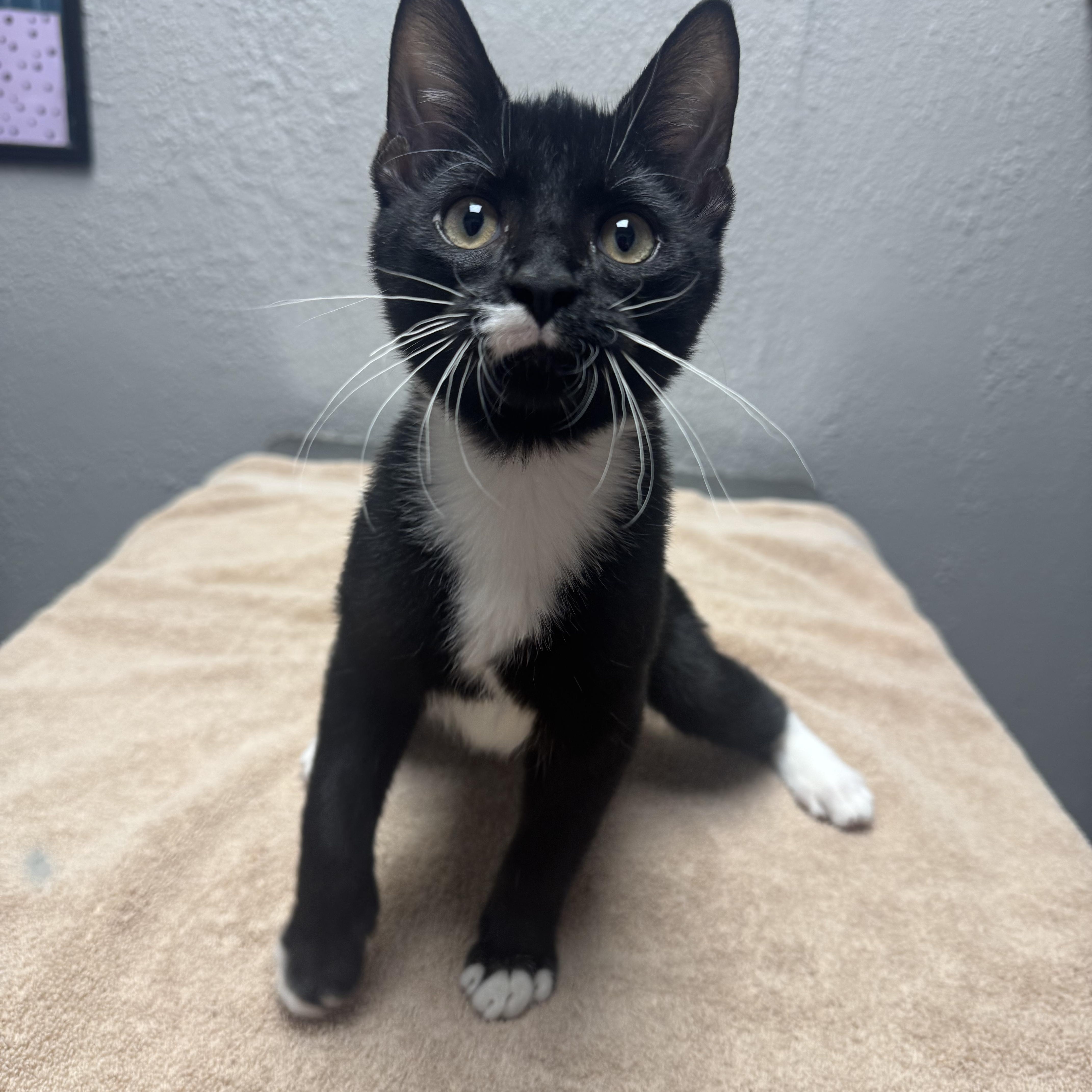 A young medium-sized male Domestic Short Hair cat named Minkus for adoption in Walker, MI