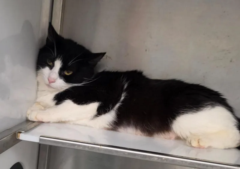A young medium-sized female Domestic Short Hair cat named Angry Potato for adoption in Rome, GA