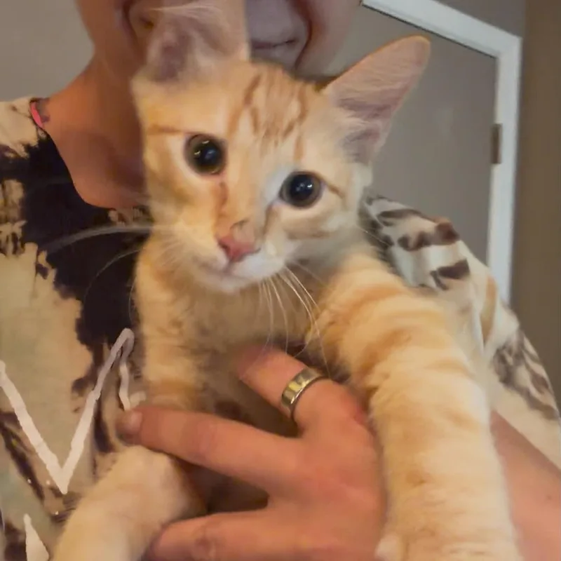 A baby medium-sized male Domestic Long Hair cat named Presley Aaron for adoption in Oklahoma City, OK