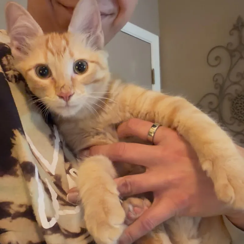 Presley Aaron thumbnail 6