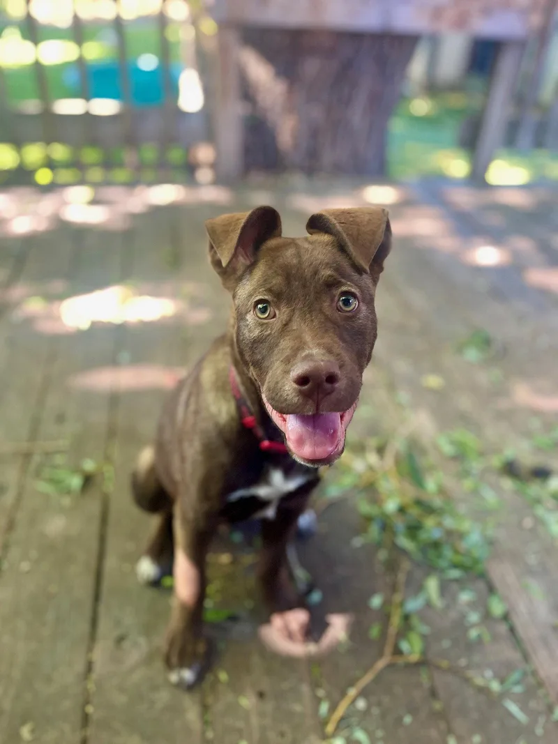 A young medium-sized male Pit Bull Terrier dog named Lenox for adoption in Salt Lake City, UT