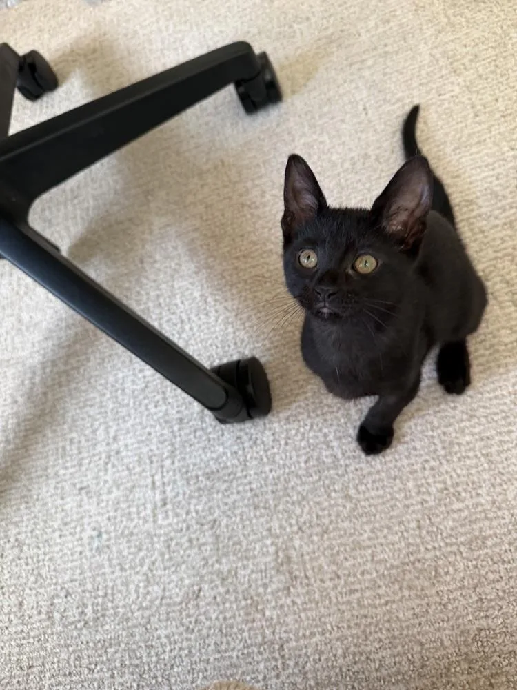 A baby small-sized male Domestic Short Hair cat named Hansen for adoption in Broomfield, CO