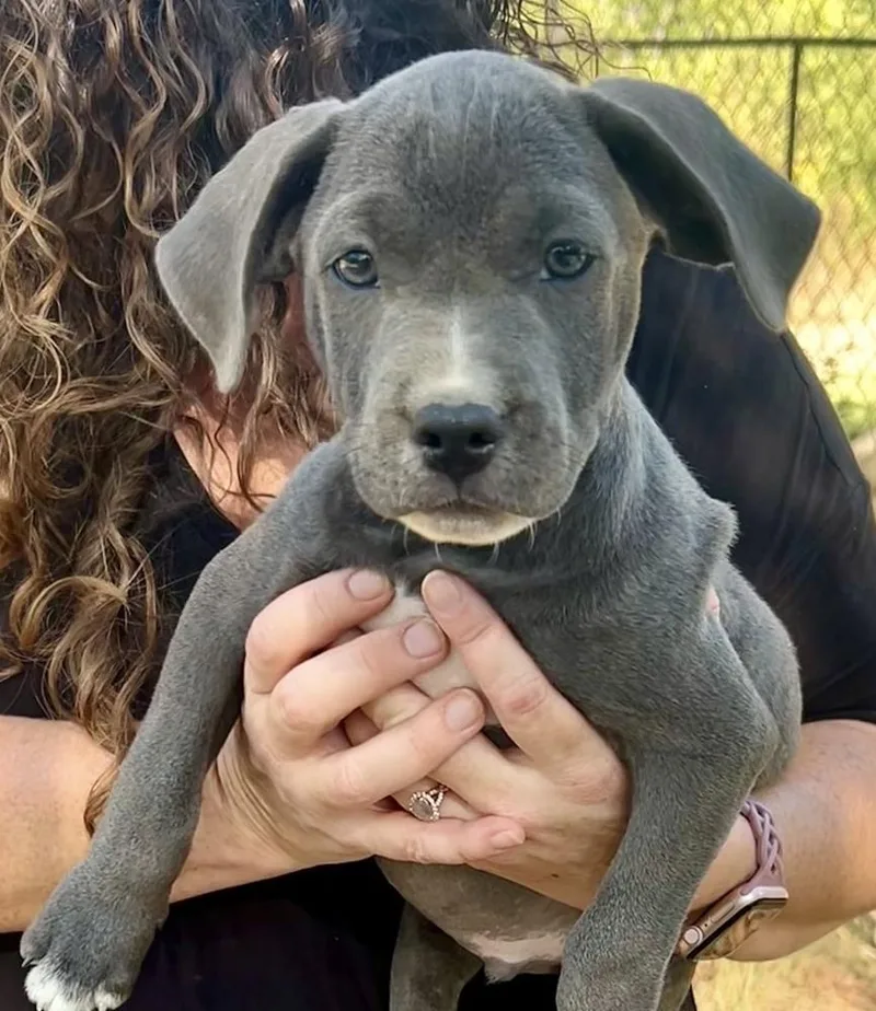 A baby medium-sized male Gray / Blue / Silver Labrador Retriever dog named LeBron  hoops litter for adoption in Horn Lake, MS