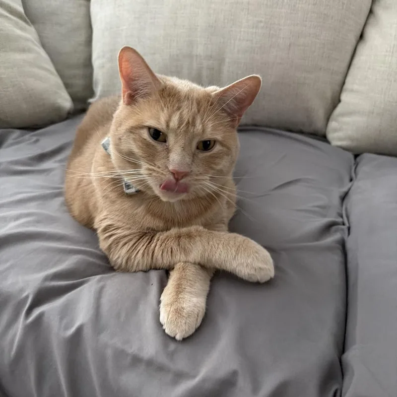 An adult extra large-sized male Orange / Red Domestic Short Hair cat named Frank for adoption in Dover, NH