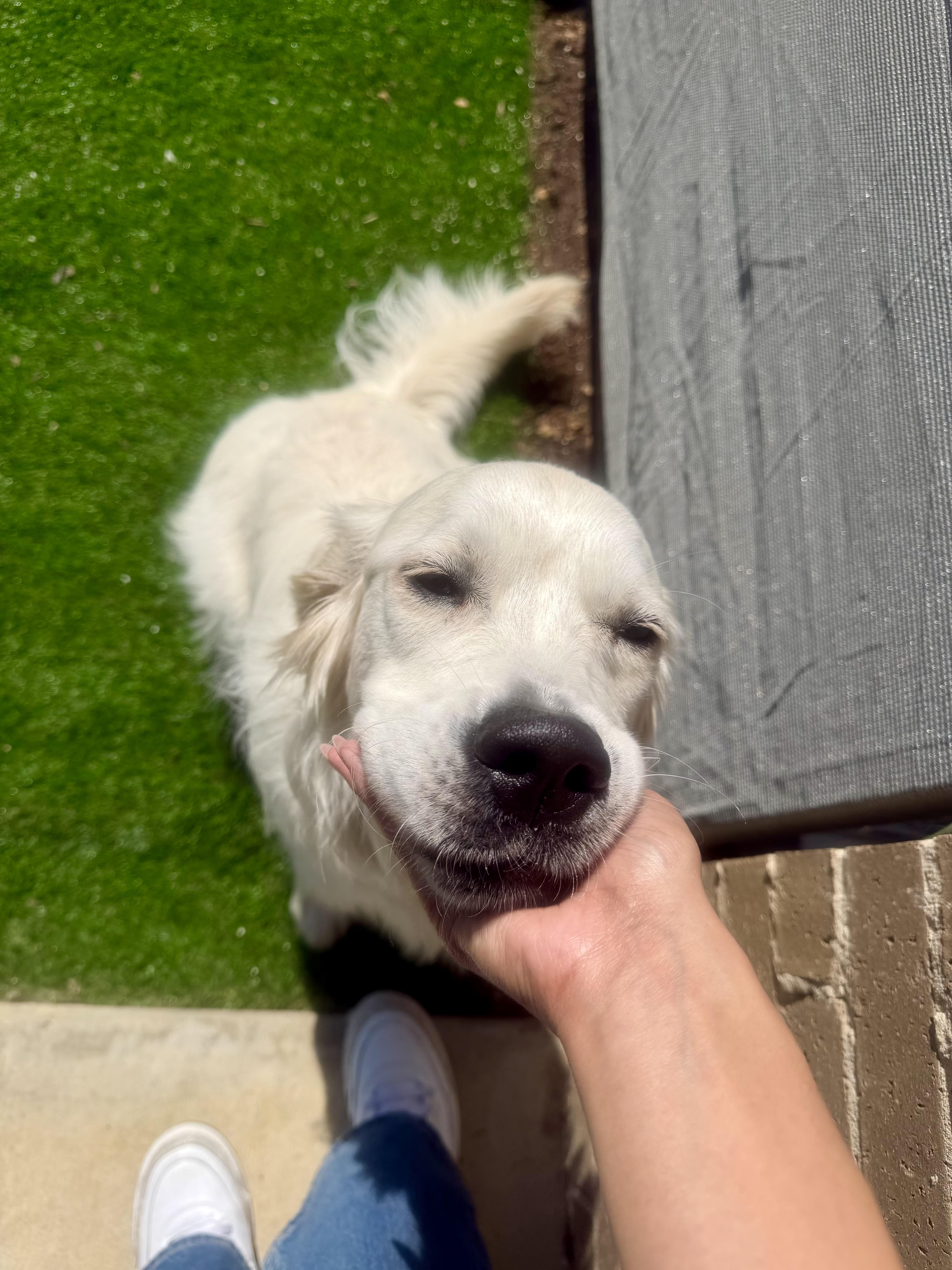 A baby medium-sized male Golden Retriever dog named Ben for adoption in Fort Worth, TX