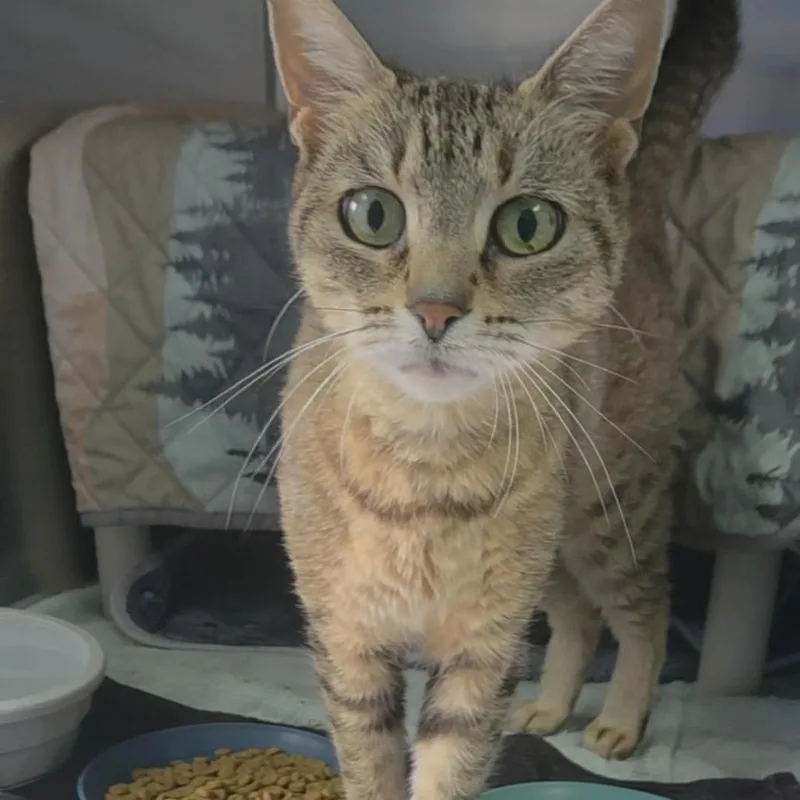 An adult medium-sized female Brown / Chocolate Domestic Short Hair cat named Pixel for adoption in Grand Rapids, MI
