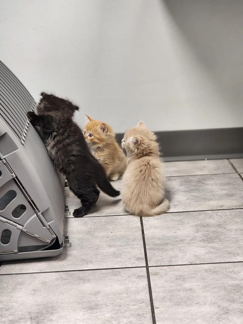 Checkers