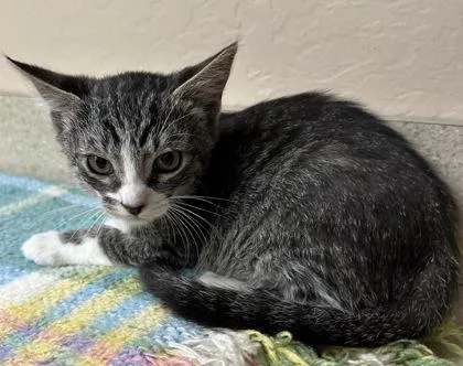 A young small-sized male Domestic Short Hair cat named Noir for adoption in Phoenix, AZ