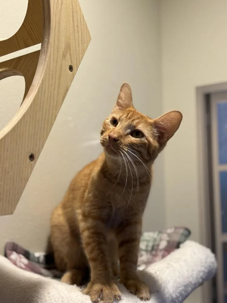 A young medium-sized male Tabby cat named Robert Cattinson for adoption in Dallas, TX
