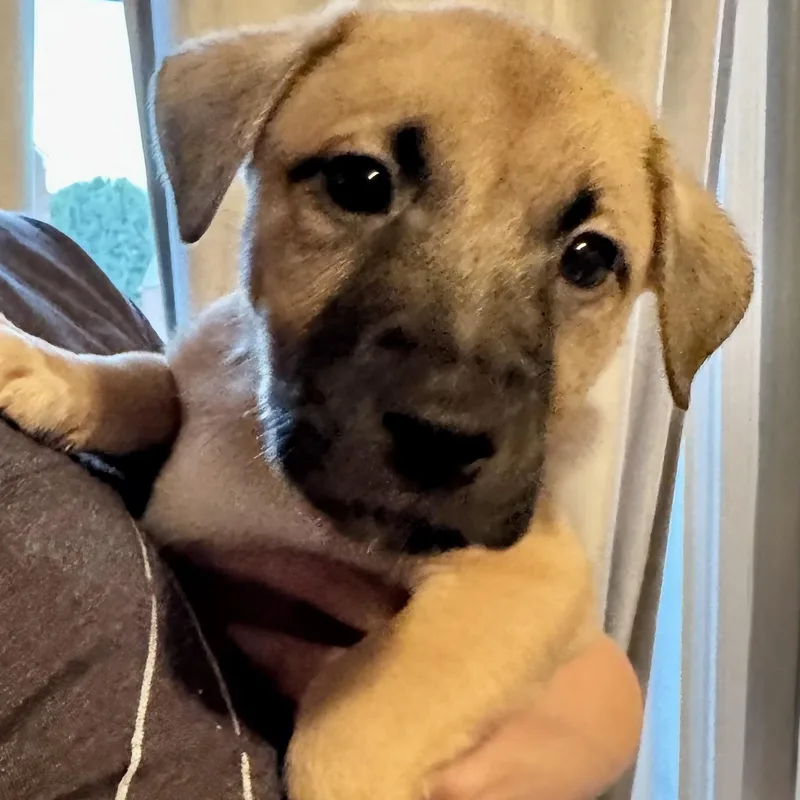 A baby medium-sized male Black Shepherd dog named Rowan for adoption in Brentwood, TN