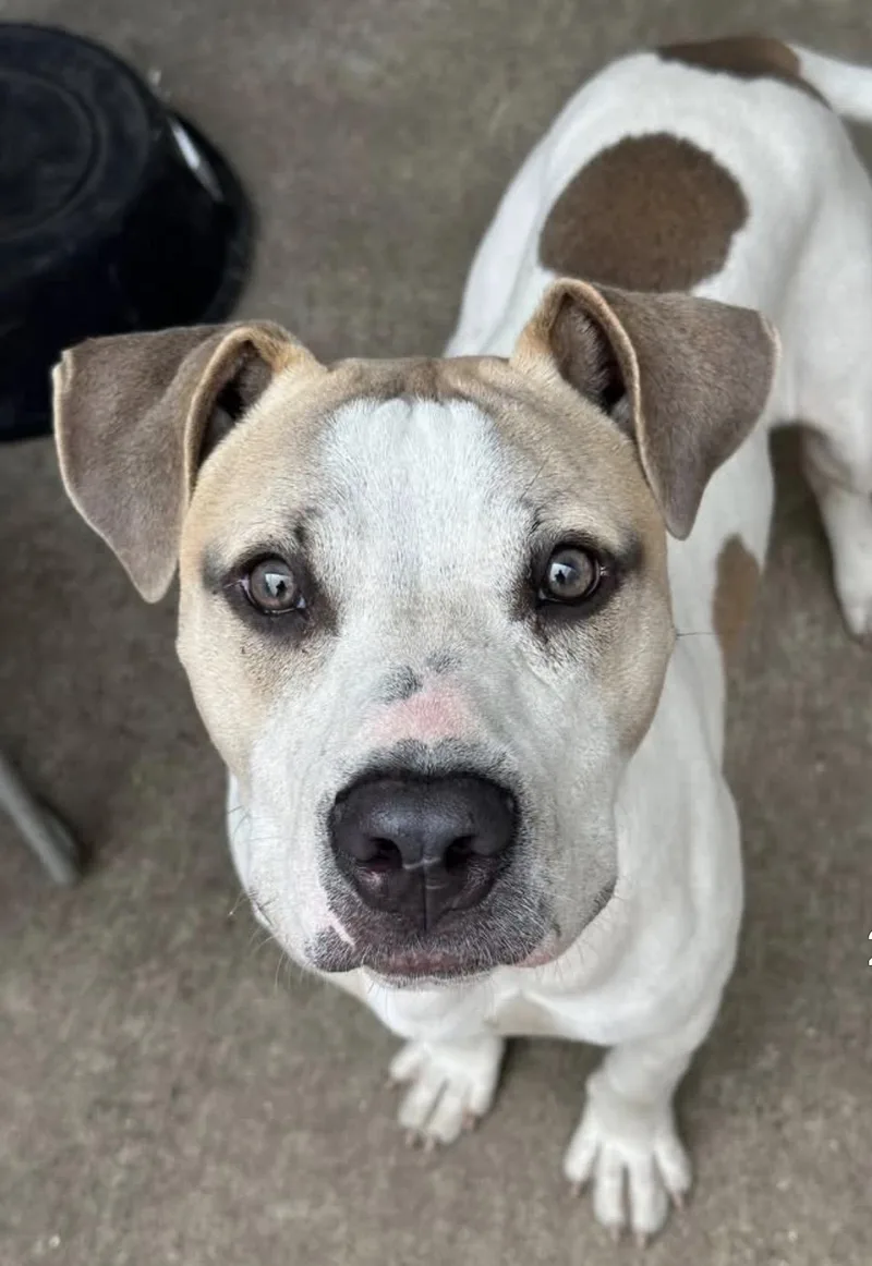 An adult medium-sized male White / Cream Pit Bull Terrier dog named Rollerblade for adoption in Chicago, IL