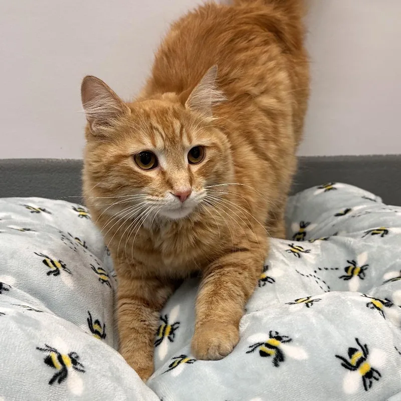 An adult small-sized male Orange / Red Domestic Medium Hair cat named Wreck It Ralph for adoption in Mount Vernon, IN