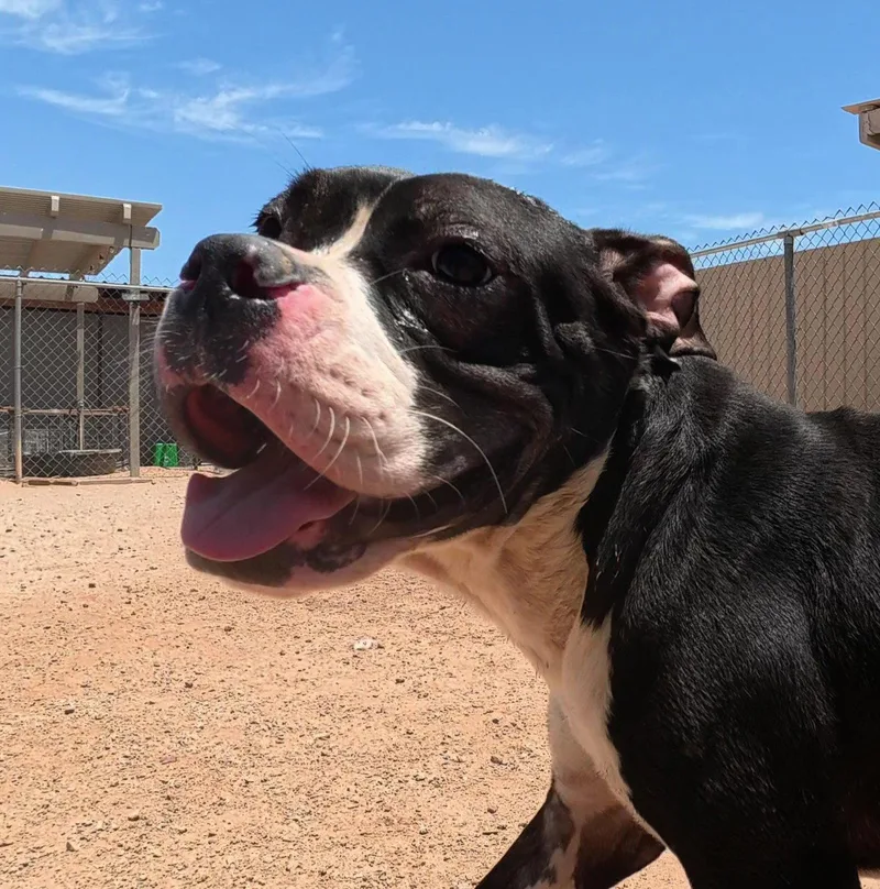 A young medium-sized male Boxer dog named Moe for adoption in Queen Creek, AZ