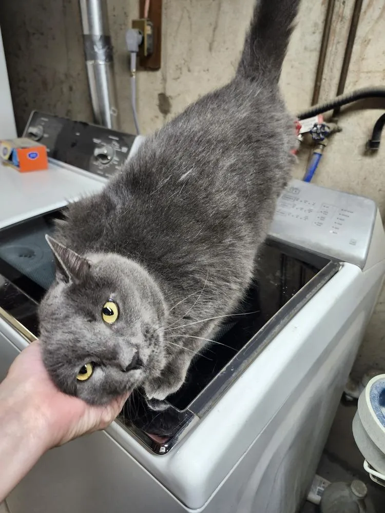 An adult large-sized male Domestic Short Hair cat named Sharkey for adoption in East Greenville, PA