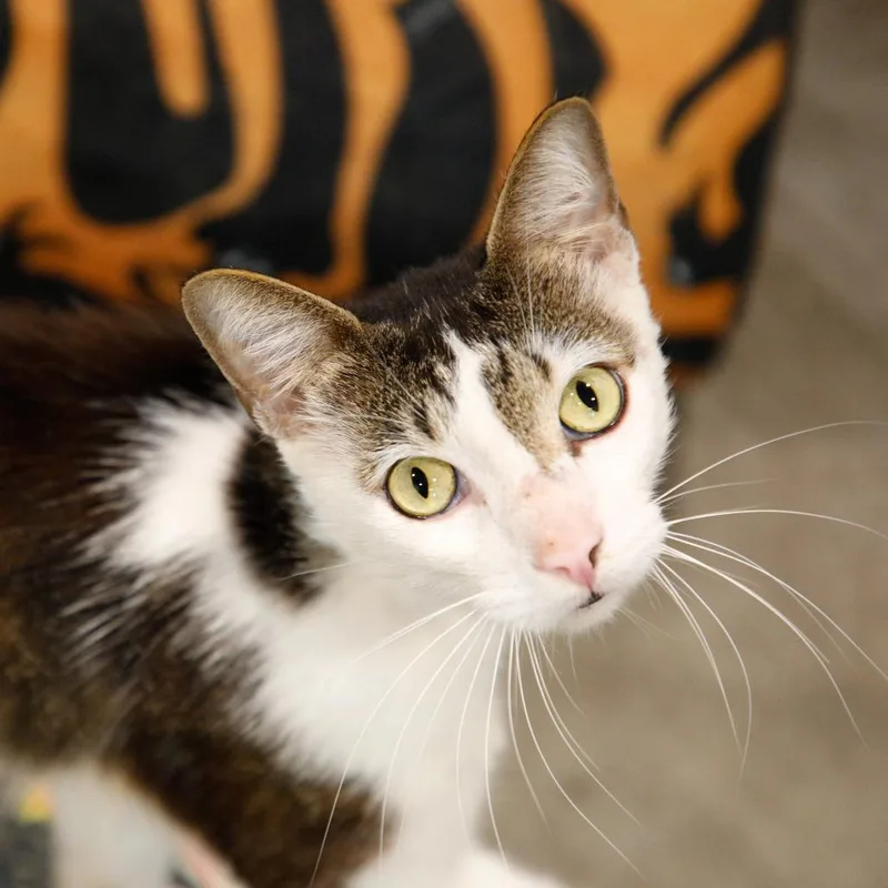 An adult large-sized male Brown / Chocolate Domestic Short Hair cat named Samuel for adoption in Tampa, FL