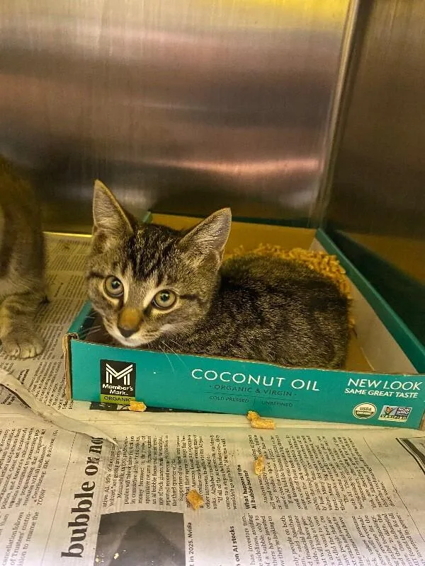 A young medium-sized male Tabby (Brown / Chocolate) Domestic Short Hair cat named Toad for adoption in Jackson, TN
