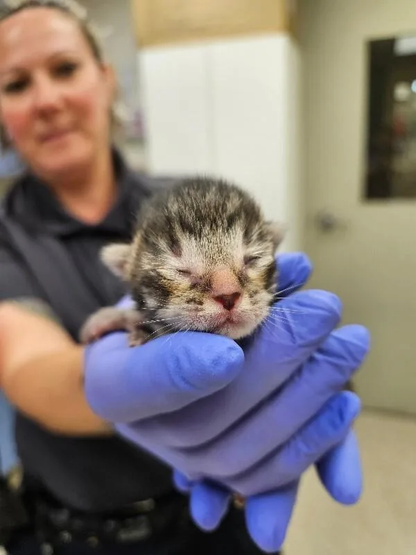 A young medium-sized male Tabby (Brown / Chocolate) Domestic Short Hair cat named Macchiato for adoption in Disputanta, VA