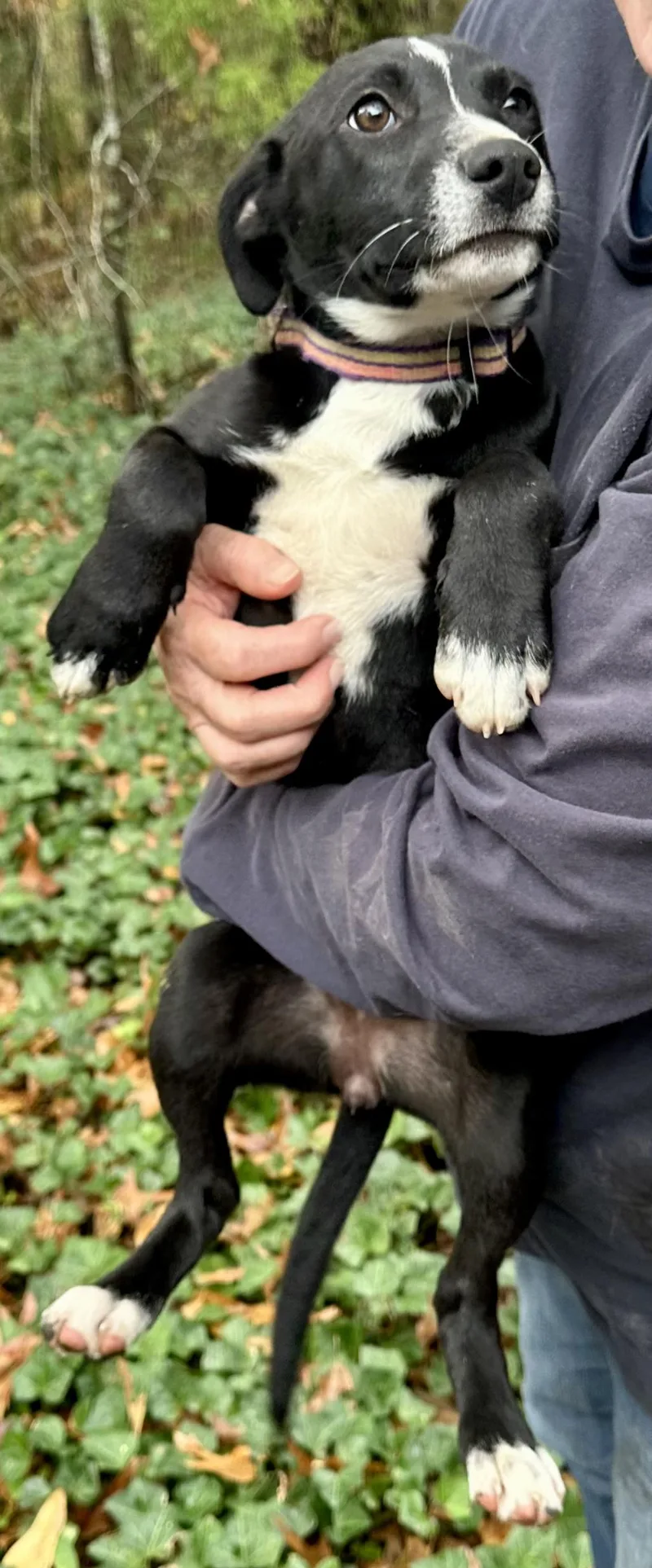 Jack Flash thumbnail 2