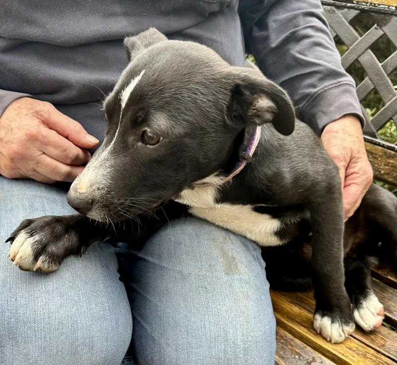 Jack Flash thumbnail 3