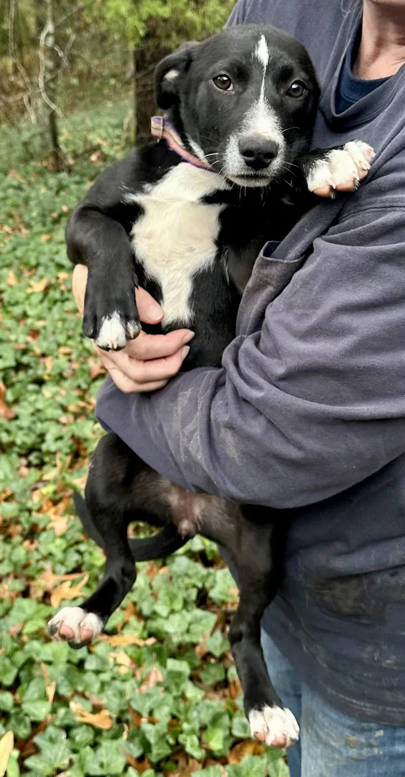 Jack Flash thumbnail 4