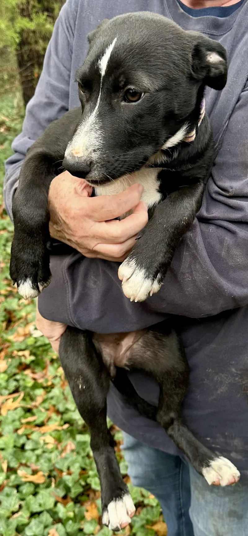 Jack Flash thumbnail 5