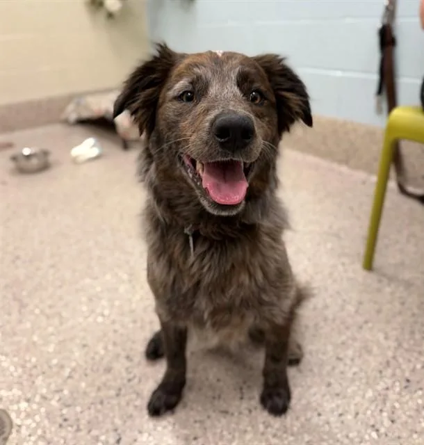 A young medium-sized male Australian Cattle Dog / Blue Heeler dog named Rio for adoption in Brighton, CO