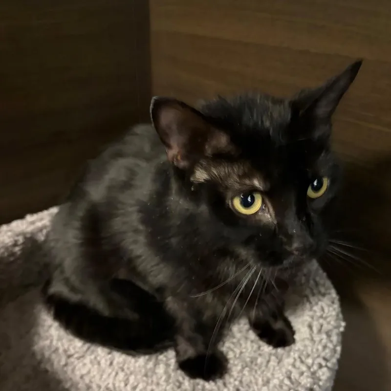 An adult medium-sized female Black Domestic Short Hair cat named Ollie for adoption in Hamburg, NY