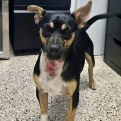 An adult small-sized male Black Chihuahua dog named Phoenix for adoption in Bullhead City, AZ