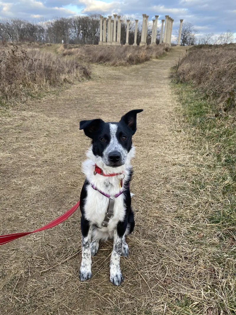 An adult large-sized male Black Australian Cattle Dog / Blue Heeler dog named Winston for adoption in Boiling Springs, PA