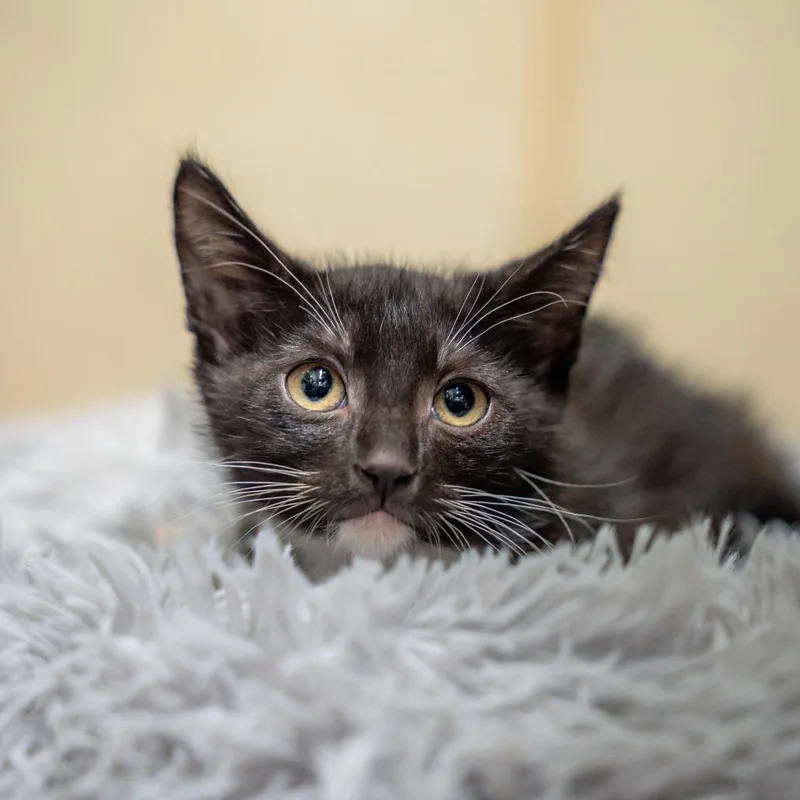 A baby small-sized female Black Domestic Short Hair cat named Lake for adoption in Gainesville, GA