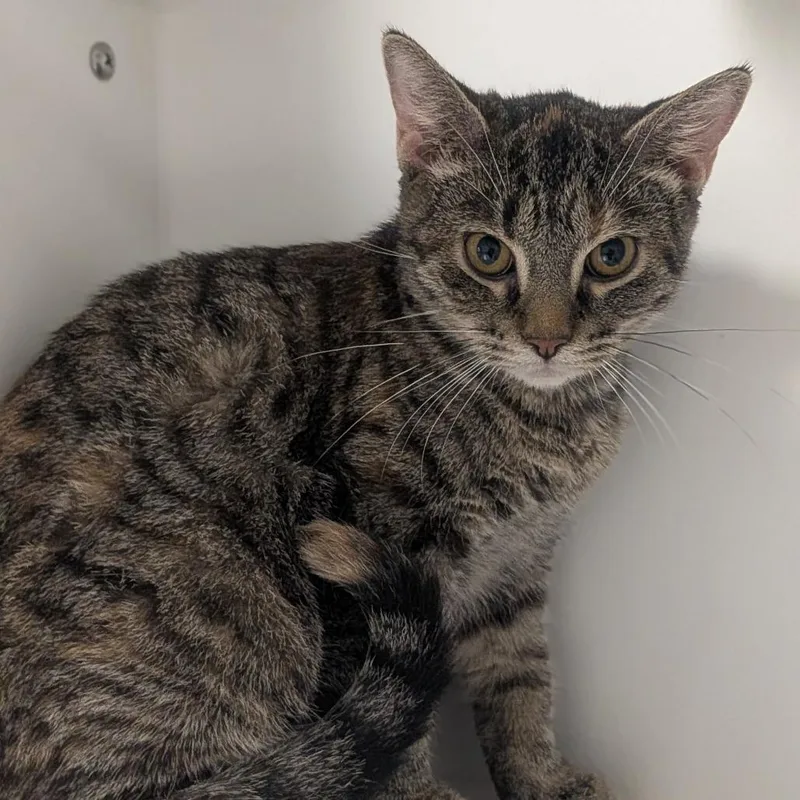 A young small-sized female Calico Domestic Short Hair cat named Daphne for adoption in Prairie du Chien, WI