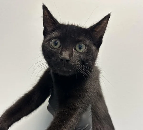A young small-sized female Domestic Short Hair cat named Miriam for adoption in San Diego, CA
