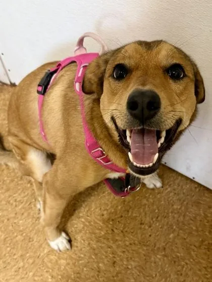 Daisy Mae