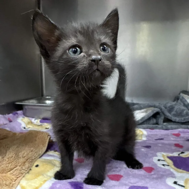 A baby small-sized female Black Domestic Short Hair cat named Marble for adoption in Beaumont, TX