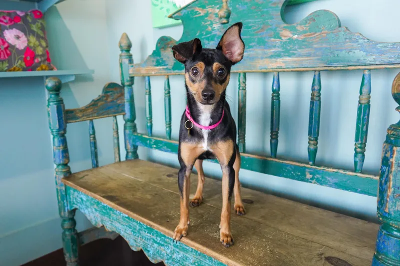 An adult small-sized male Miniature Pinscher dog named Topher for adoption in San Antonio, TX
