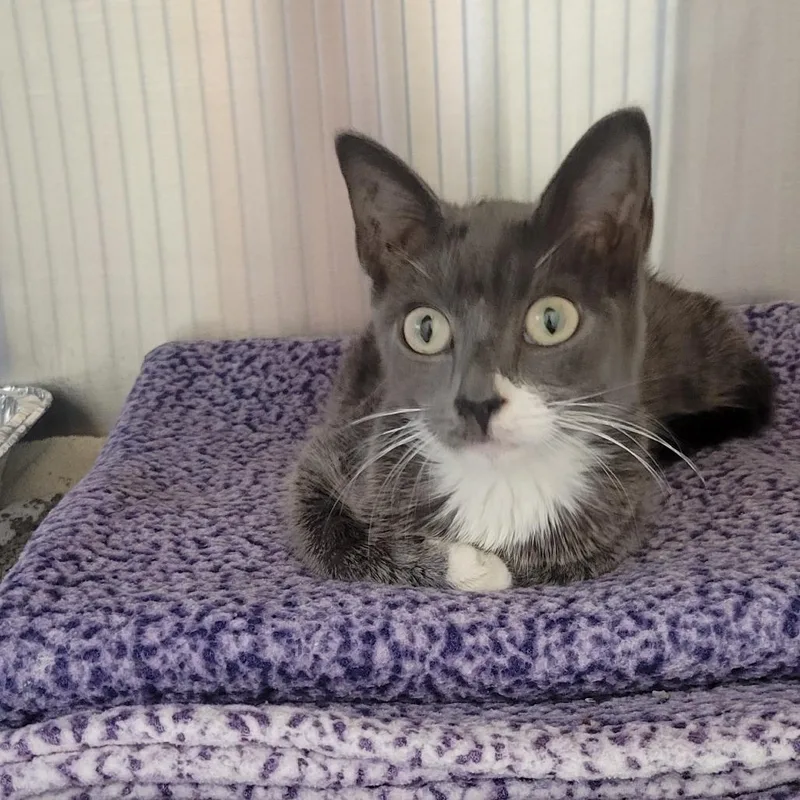 A young medium-sized male Gray / Blue / Silver Domestic Short Hair cat named Gideon for adoption in Wheeling, IL