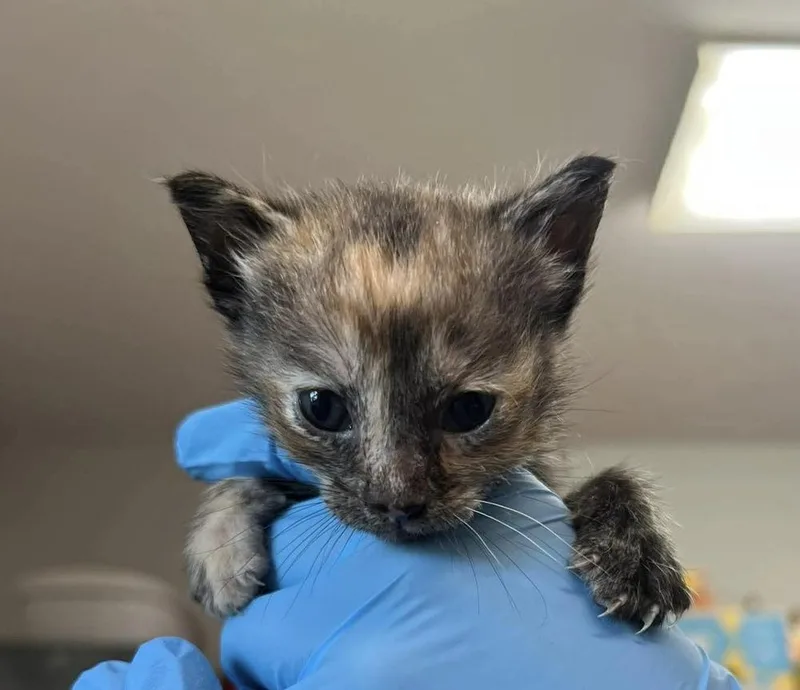 A baby medium-sized female Tortoiseshell Domestic Short Hair cat named Gorgeous for adoption in Bolivar, MO