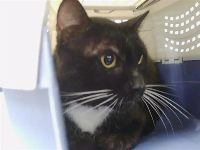 An adult medium-sized male Domestic Short Hair cat named Norman for adoption in Charlotte, NC