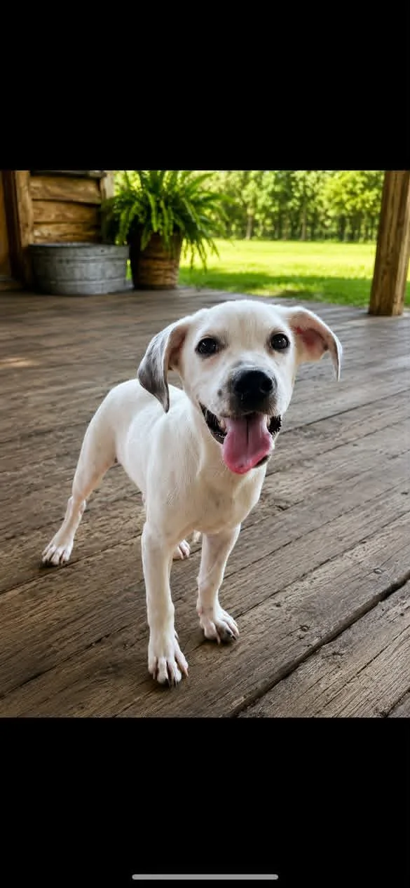 A young small-sized male Mixed Breed dog named Chester for adoption in Groton, CT