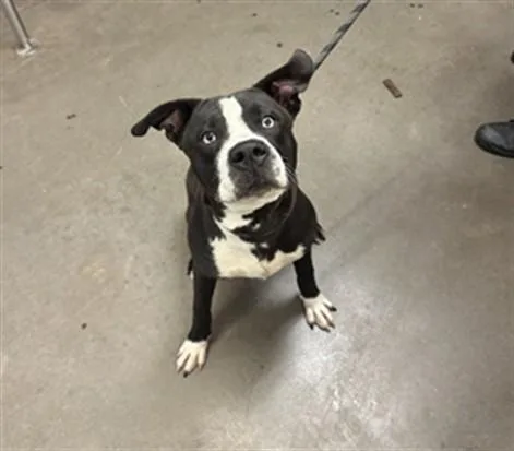 A young large-sized male Pit Bull Terrier dog named Cyclone for adoption in Phoenix, AZ