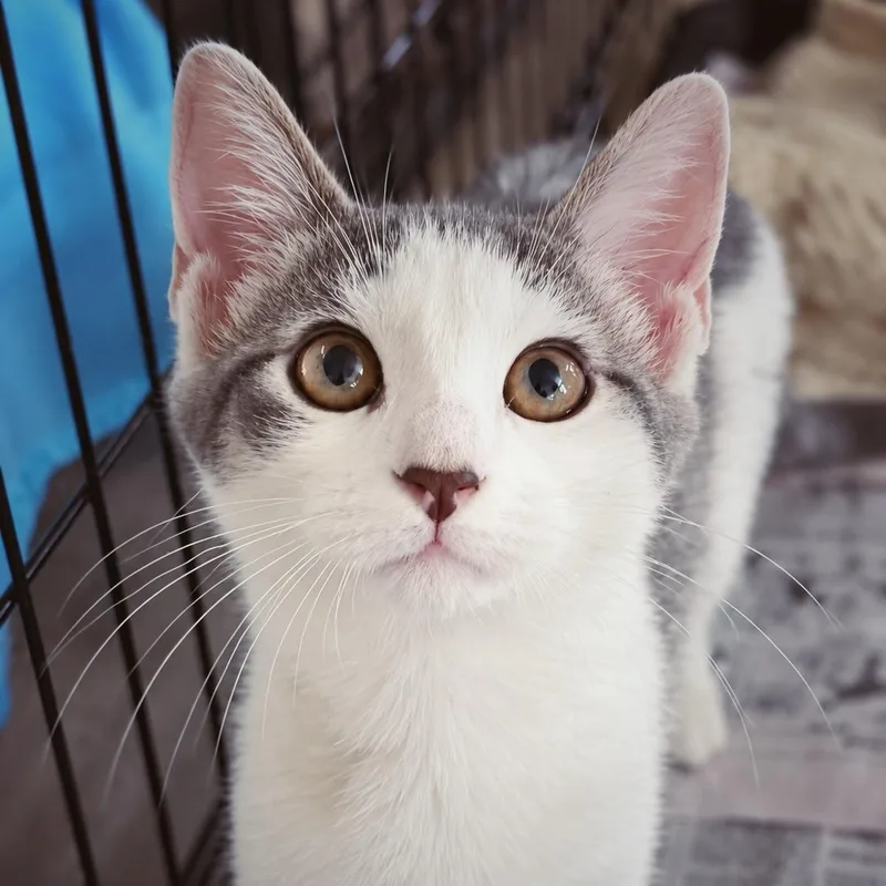A baby small-sized male Gray & White Domestic Short Hair cat named Sweet William for adoption in Smicksburg, pa 16256, PA