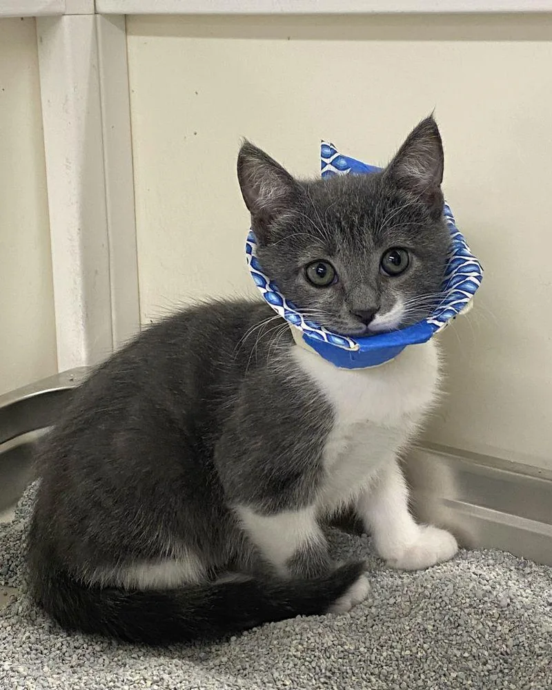 A baby small-sized female Gray / Blue / Silver Domestic Short Hair cat named Halina for adoption in Alexandria, VA