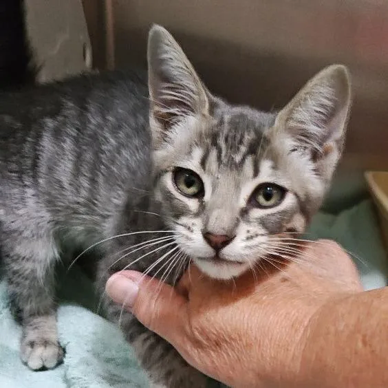 A baby small-sized female Gray / Blue / Silver Domestic Short Hair cat named Camry for adoption in Upland, CA
