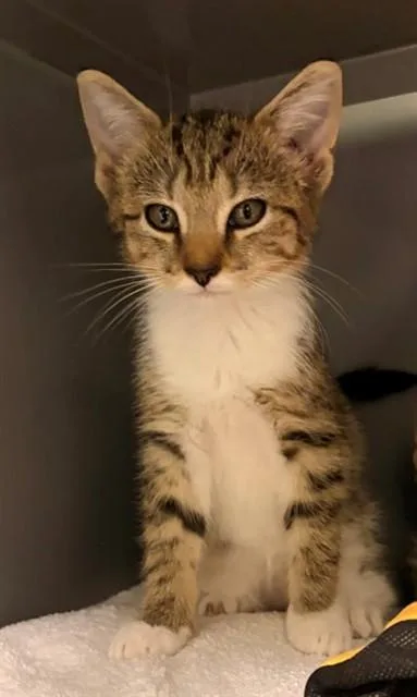 A baby small-sized female Domestic Short Hair cat named Siamang for adoption in Leesburg, VA
