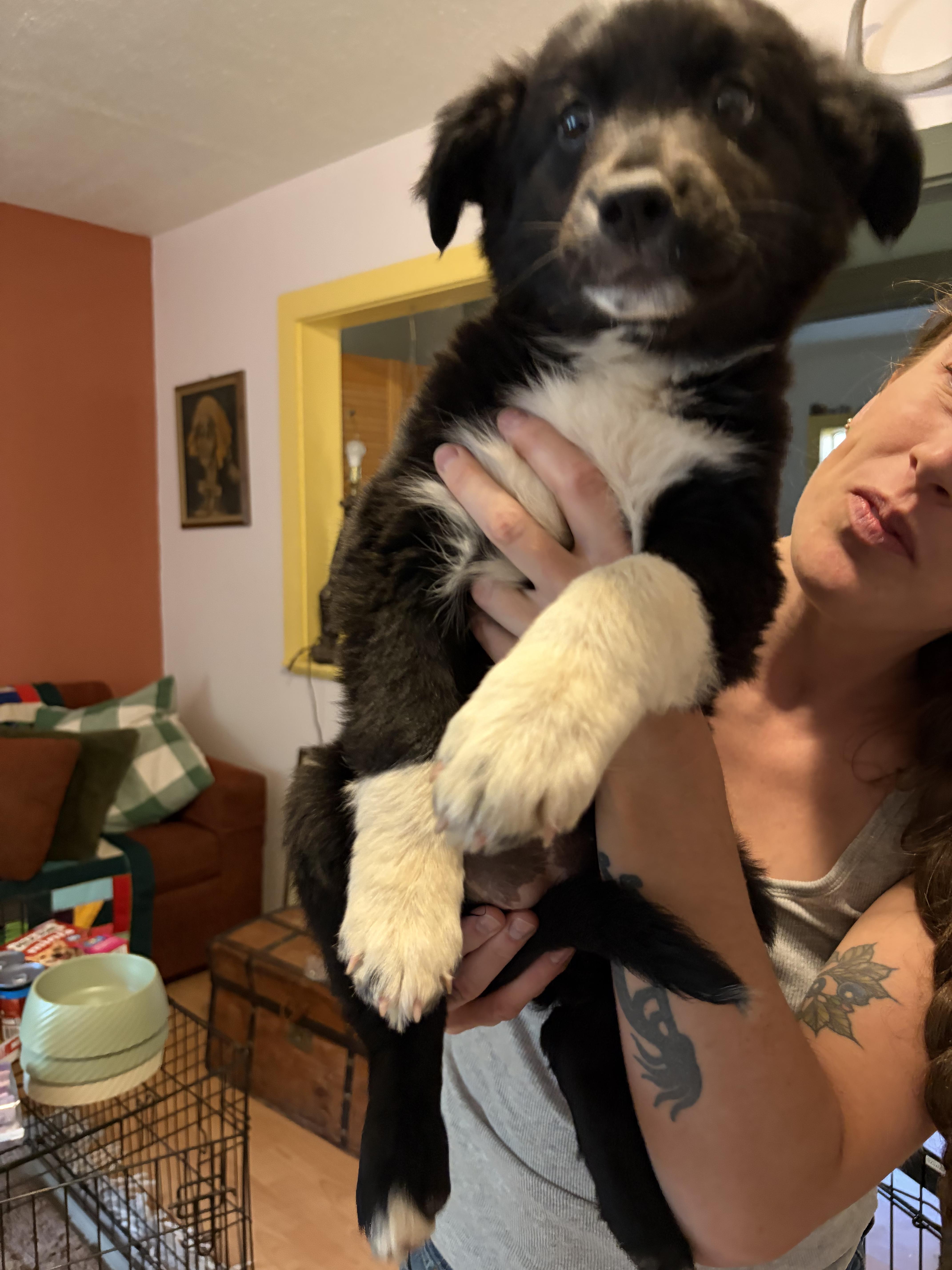 A baby large-sized female Australian Shepherd dog named Millie for adoption in Sierra Vista, AZ