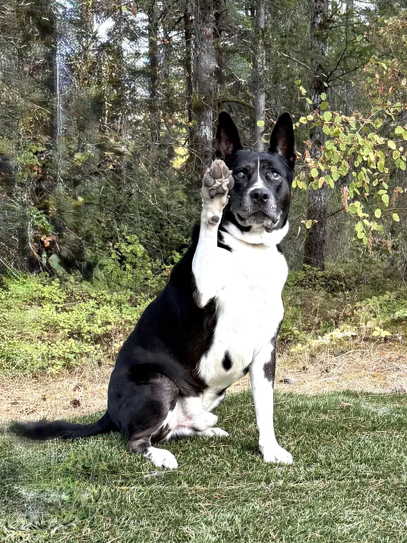 A senior extra large-sized male Black Akita dog named Cesar for adoption in Shelton, WA