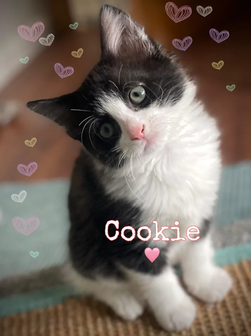 Cookie